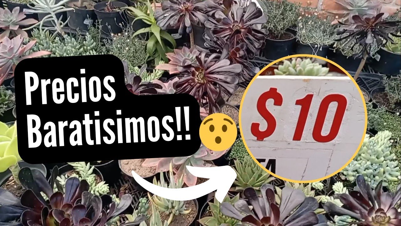 Visitando los viveros de Atlixco.Precios de las plantas🤑