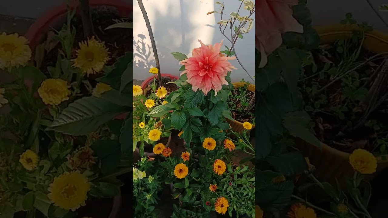Bagwani,gardening, koi,Mahnga,ya,jhal,nhi,kafi,Asan,or,semple,or,accha,shok,hai
