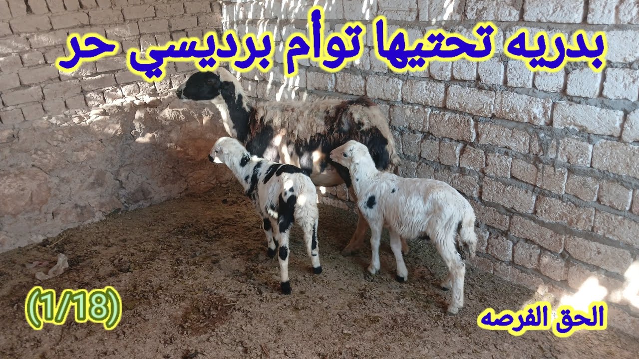 عرض بدريه تحتيها توأم برديسي بأرخص الاسعار (01157790601)(1/18) #قناه_ابو_ريان_لتجاره_الاغنام_٢