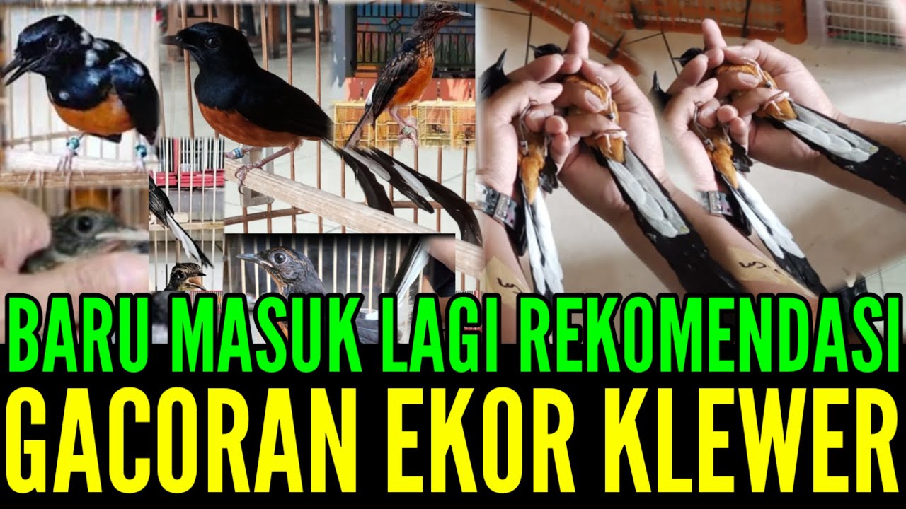 🔥 GASS LAGI BANYAK PILIHANNYA FULL EKOR KLEWERR 0838-7553-6945