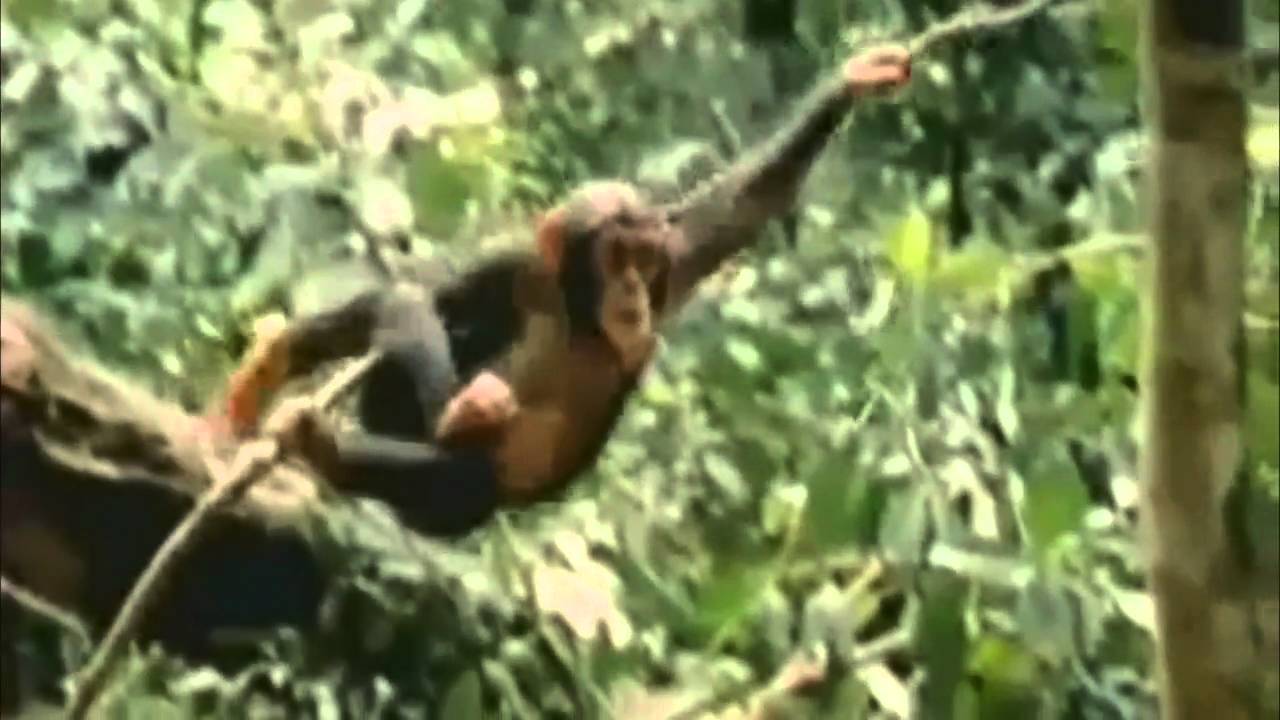 Greenpeace Werbung (GERMAN)