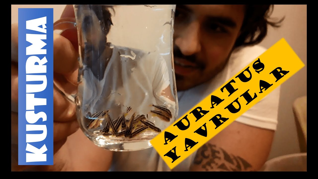 Auratus Kusturma . İlk Kez Auratus Kusturdum