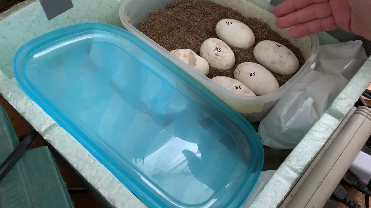 DID I MAKE AN ALL WHITE SNAKE? First Ball Python Clutch Hatching the Same Day Second Clutch is Laid!