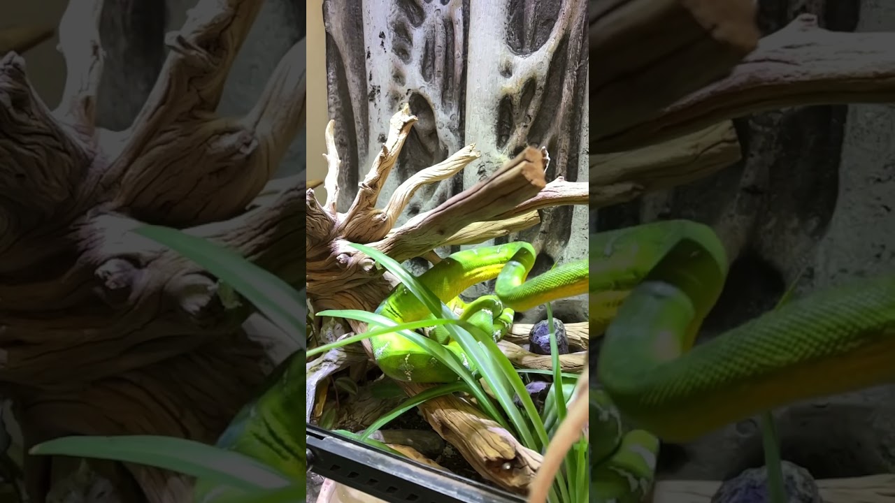 Emerald Tree Boa Feeding - Slow Motion 🐍👀 #shorts #boa #emeraldtreeboa