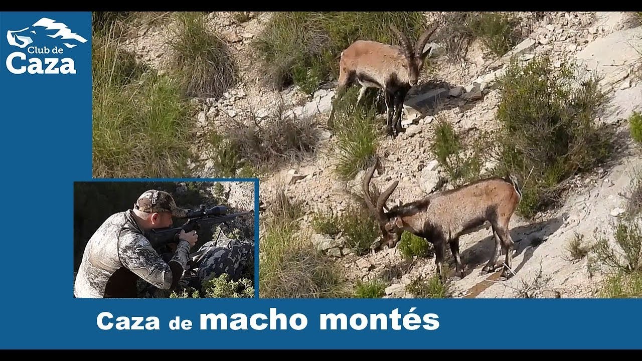 Caza en rececho de macho mont&eacute;s con equipo reci&eacute;n lanzado al mercado