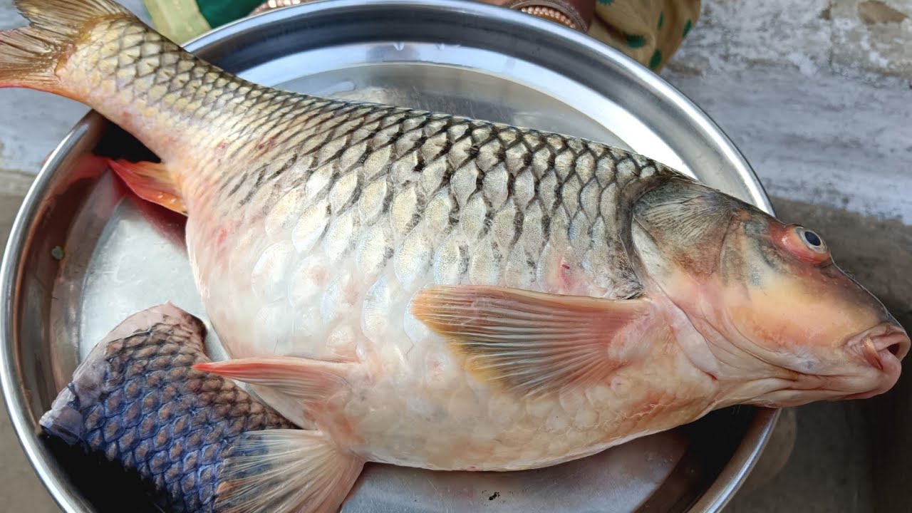 पेटली मछली रेसिपी बनाने से लेकर साफ करने तक का तरीका ll American rohu fish recipe ll Fish cutting ✂️