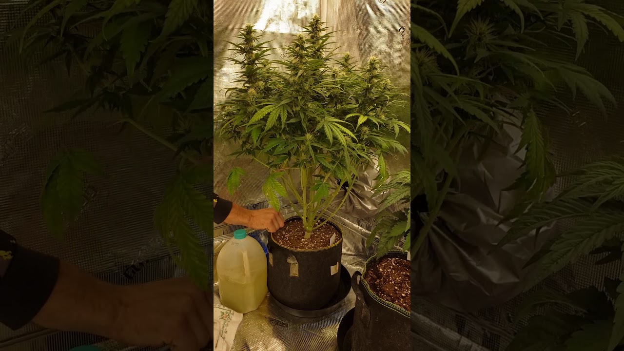 Heisenberg Special