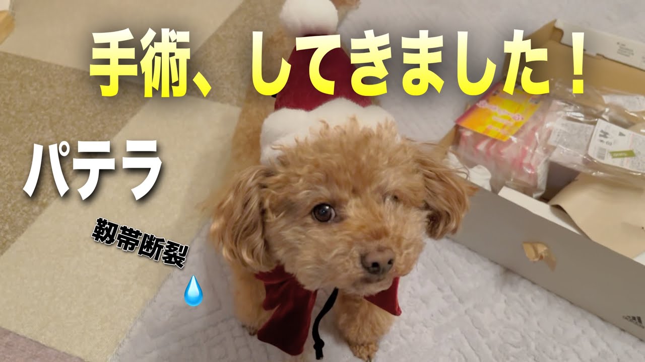 【パテラ】ご報告。靱帯断裂！ぼく頑張った！！／手術までの困りごとと、入院中の面会。
