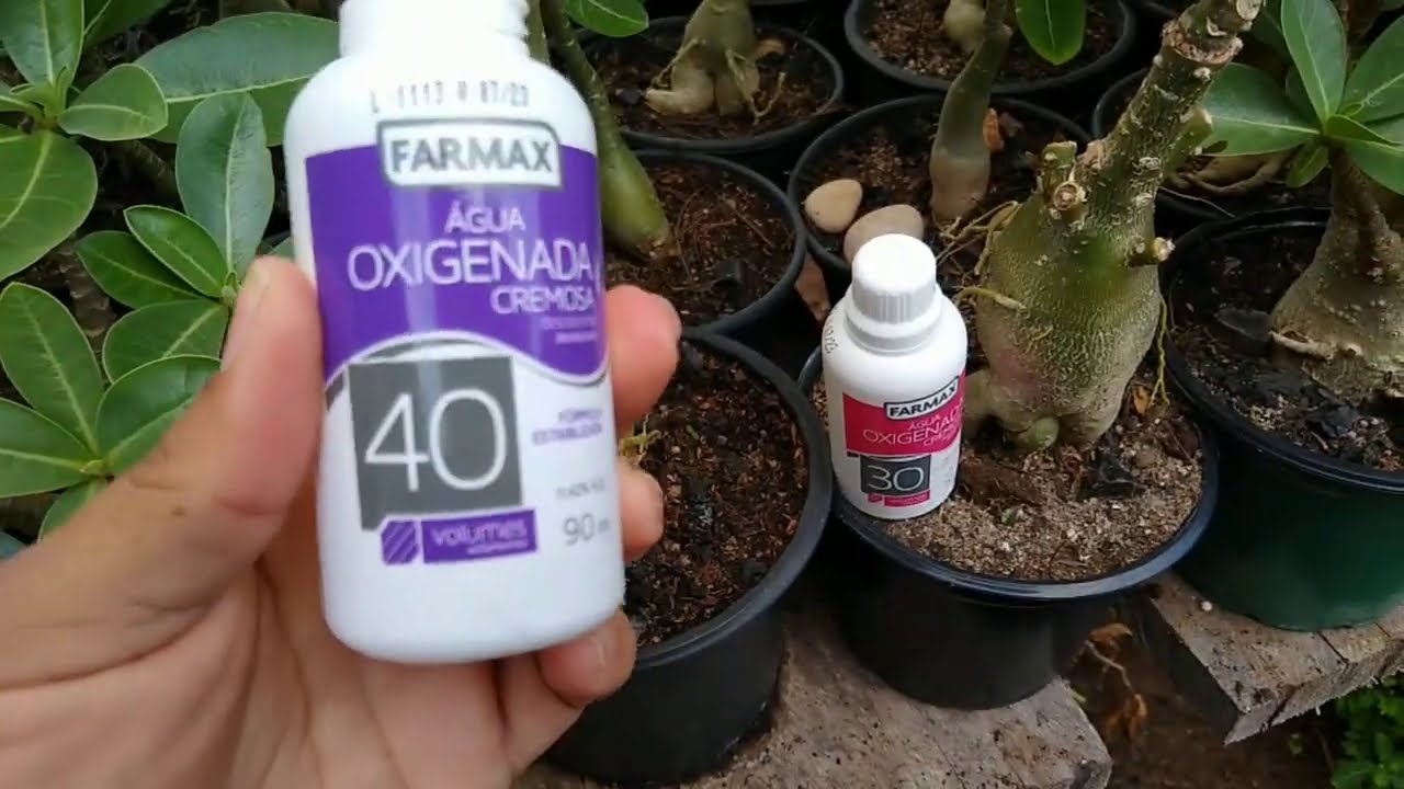 Ácaros nunca mais... tratamento e dosagens na descrição do vídeo !  Rosas do deserto