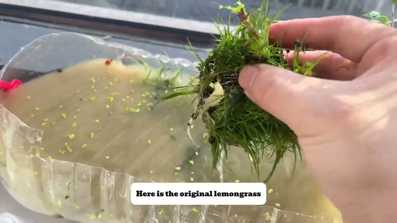 Mini Aquascape Tutorial｜5L Bottle Aquarium Setup