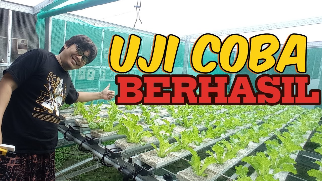 UJI COBA MODIFIKASI INSTALASI NFT PIPA BELAH DENGAN MENGGUNAKAN STYROFOAM, BERHASIL 100%