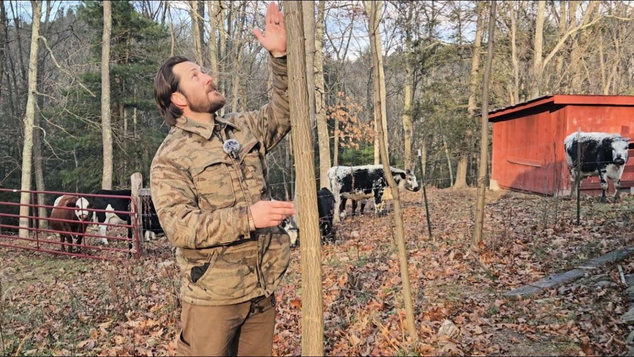 Locust Posts vs. Pressure Treated