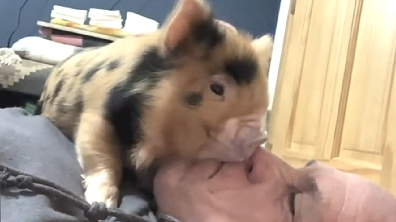 Rescue piglet's obsessed with dad