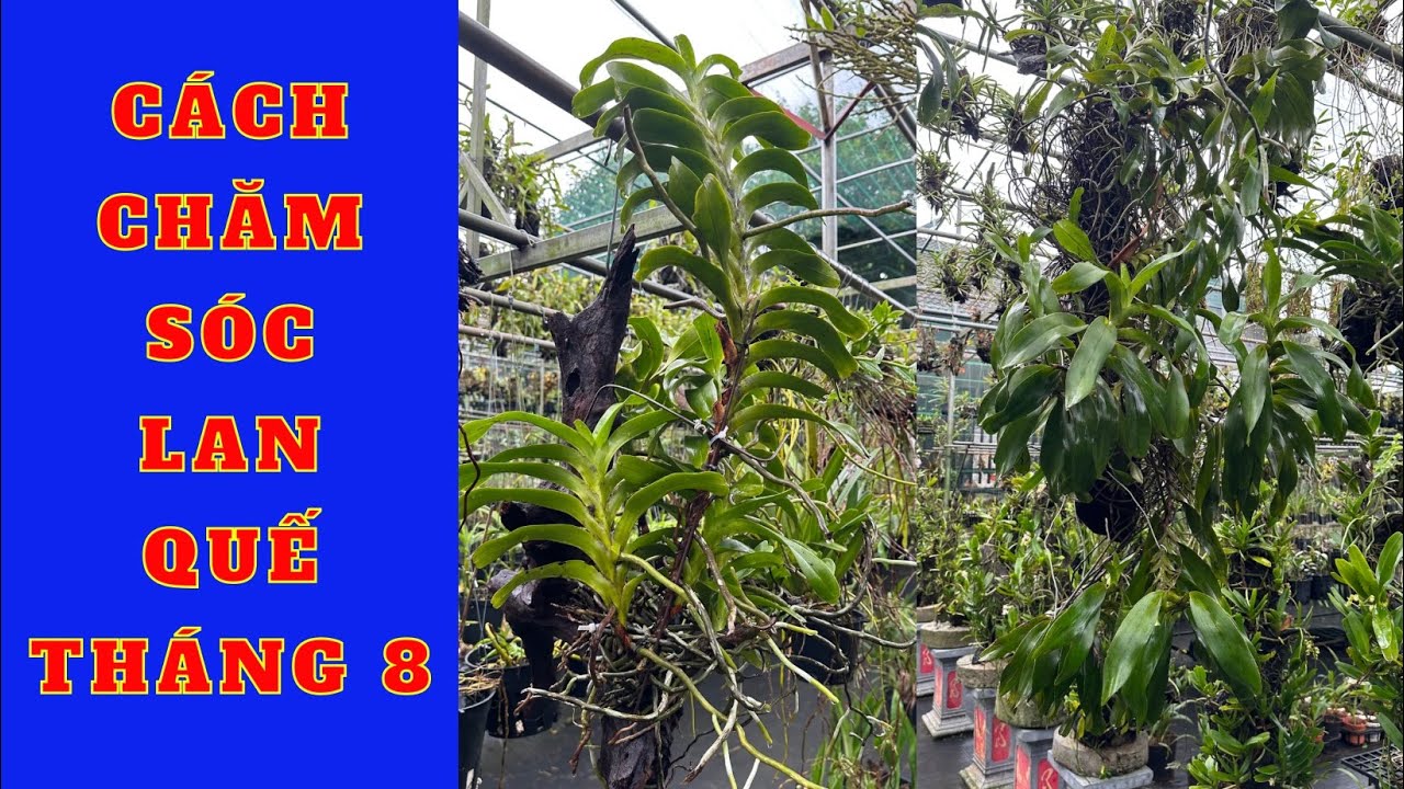 C&aacute;ch chăm lan quế th&aacute;ng 8 đẹp mướt kh&ocirc;ng phải ai cũng biết