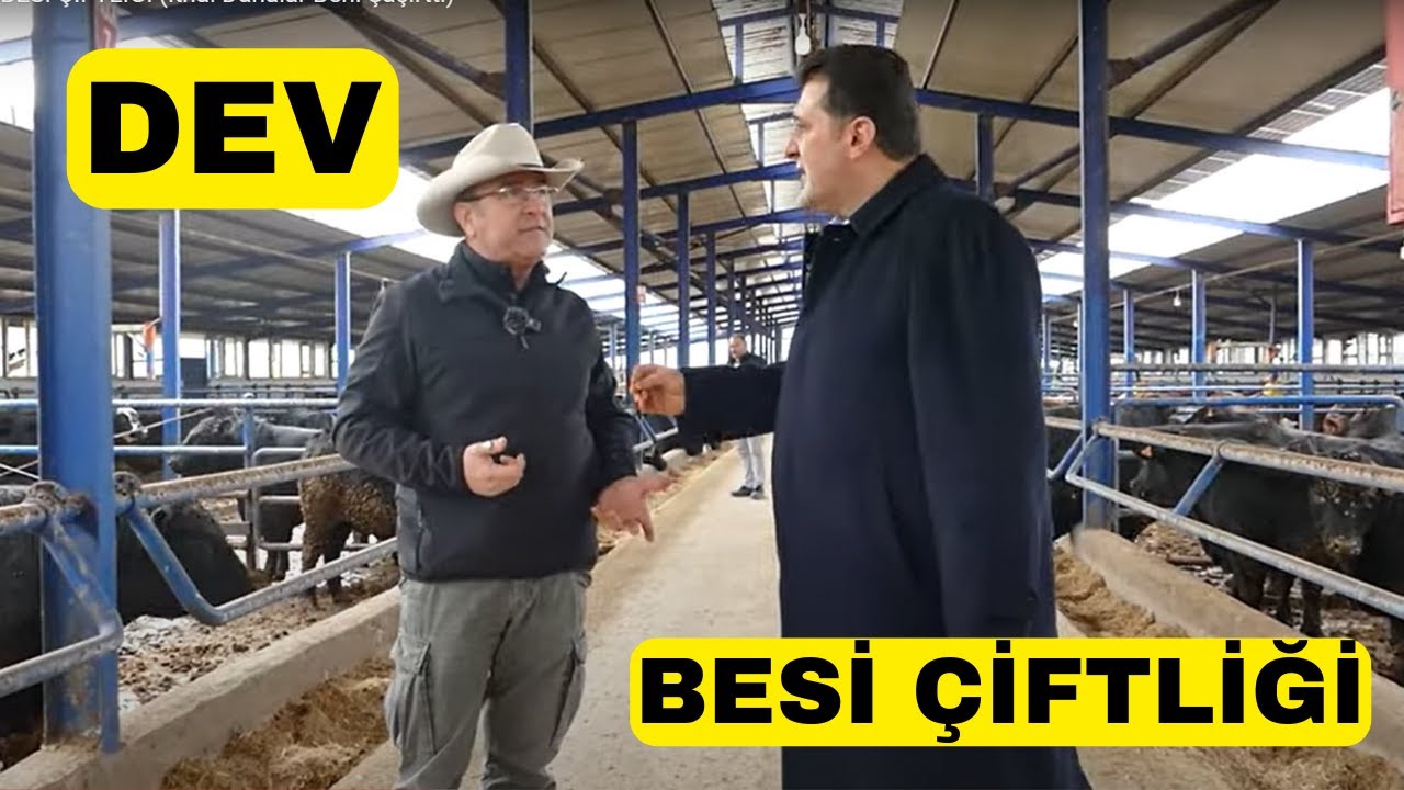 DEV BESİ ÇİFTLİĞİ (İthal Danalar Beni Şaşırttı)