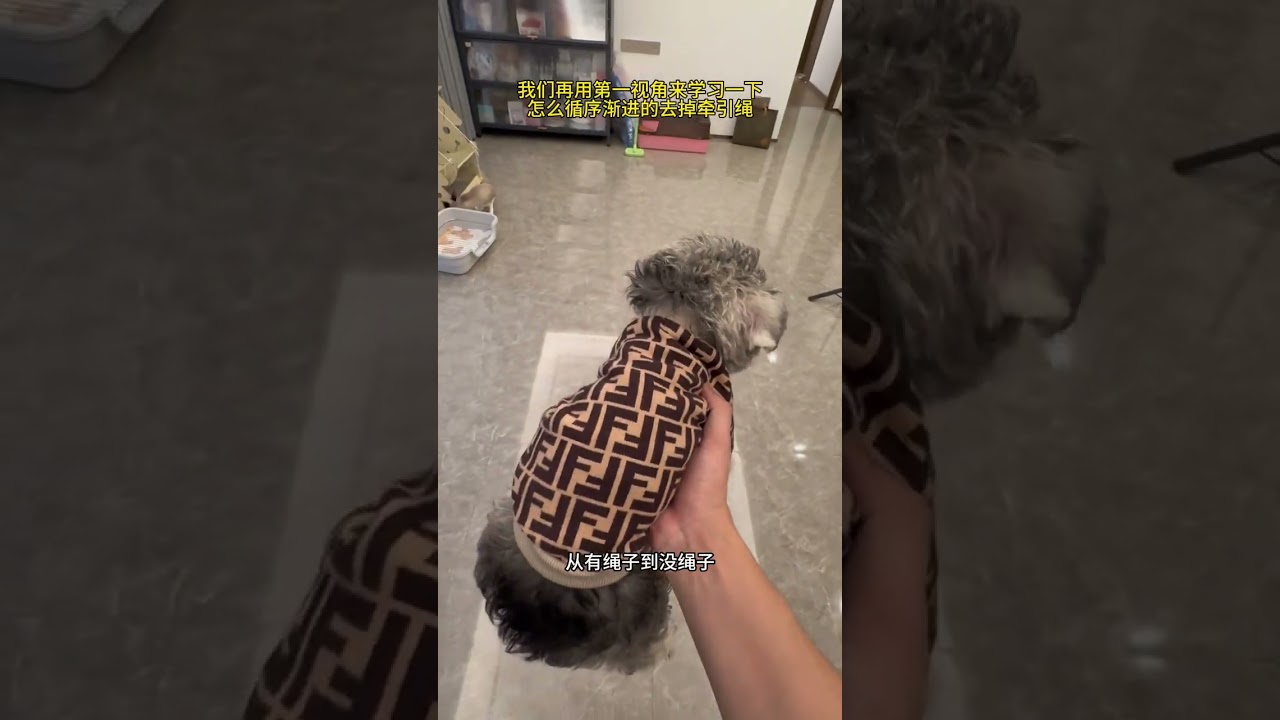 一億人看過的教狗狗定點上廁所教程 狗狗牽繩不走，找不到廁所，沒繩子亂跑，不知道廁所是排便的地方，主人