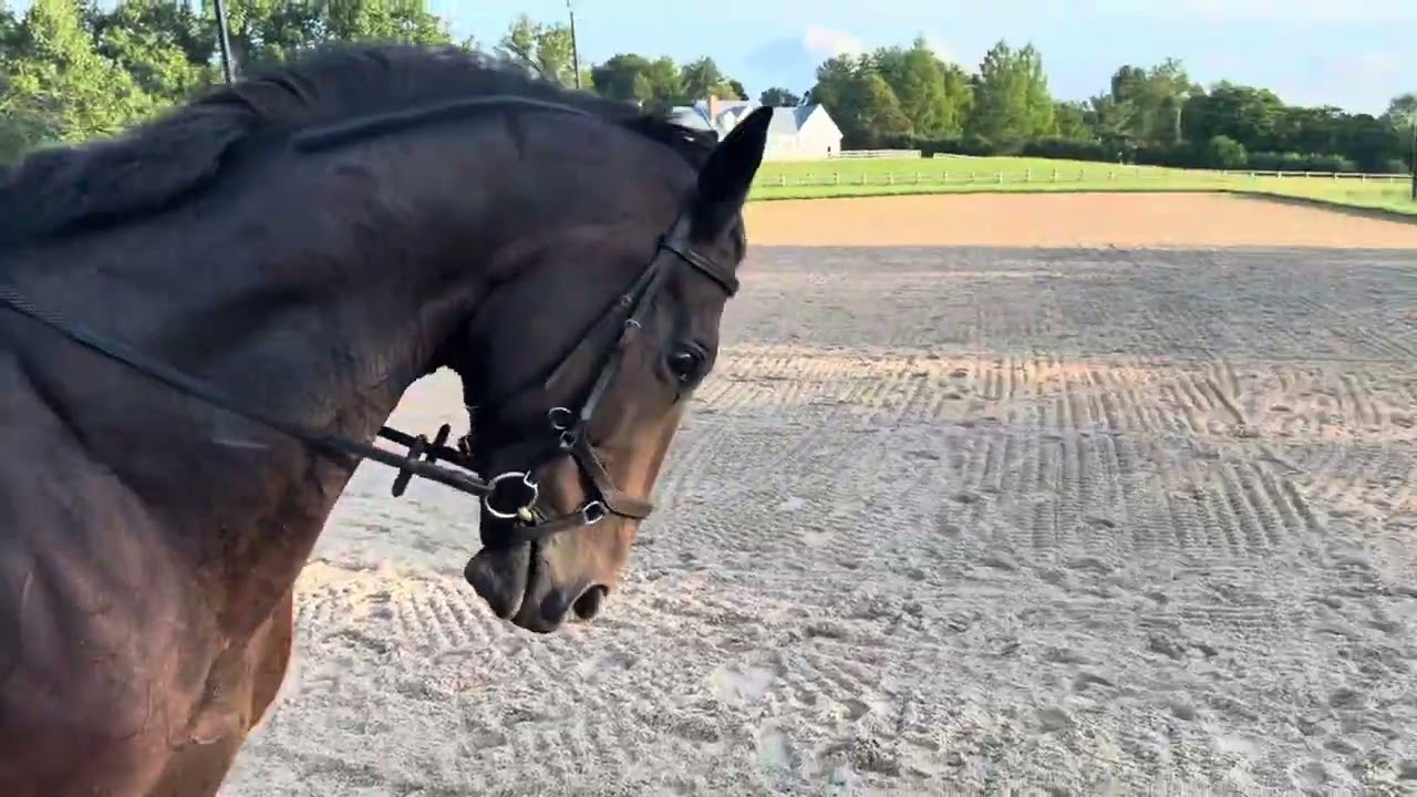 Jenna Brown & Gus: Second Level Test 1 - Practice