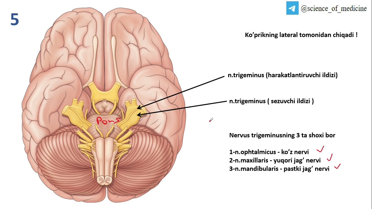 12 juft bosh miya nervlarining miyadan va kalla suyagidan chiqish joylari II Science of medicine
