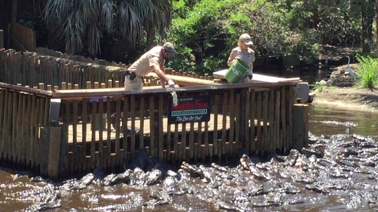 Feeding the Alligators at St. Augustine Alligator Farm