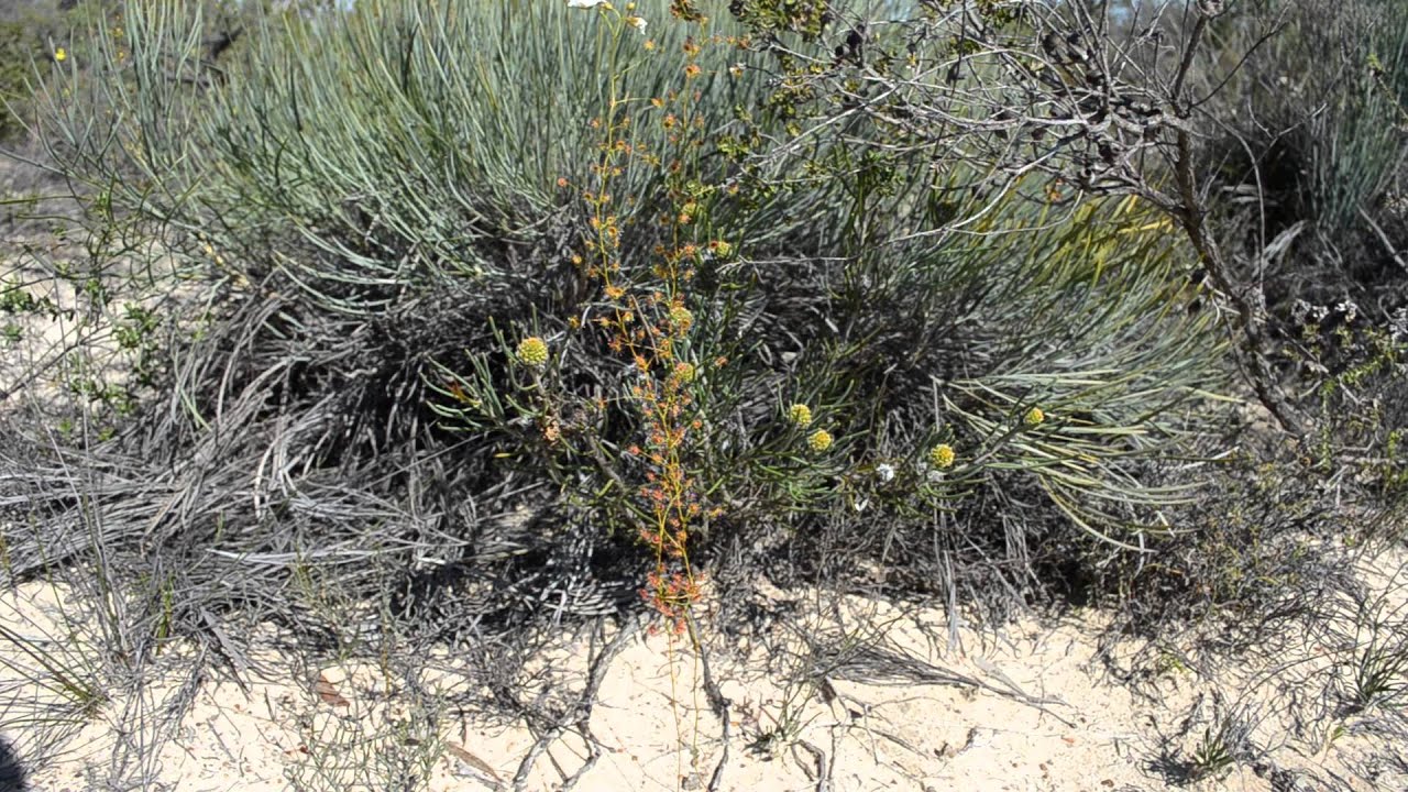 Byblis and Tuberous Drosera of Eneabba