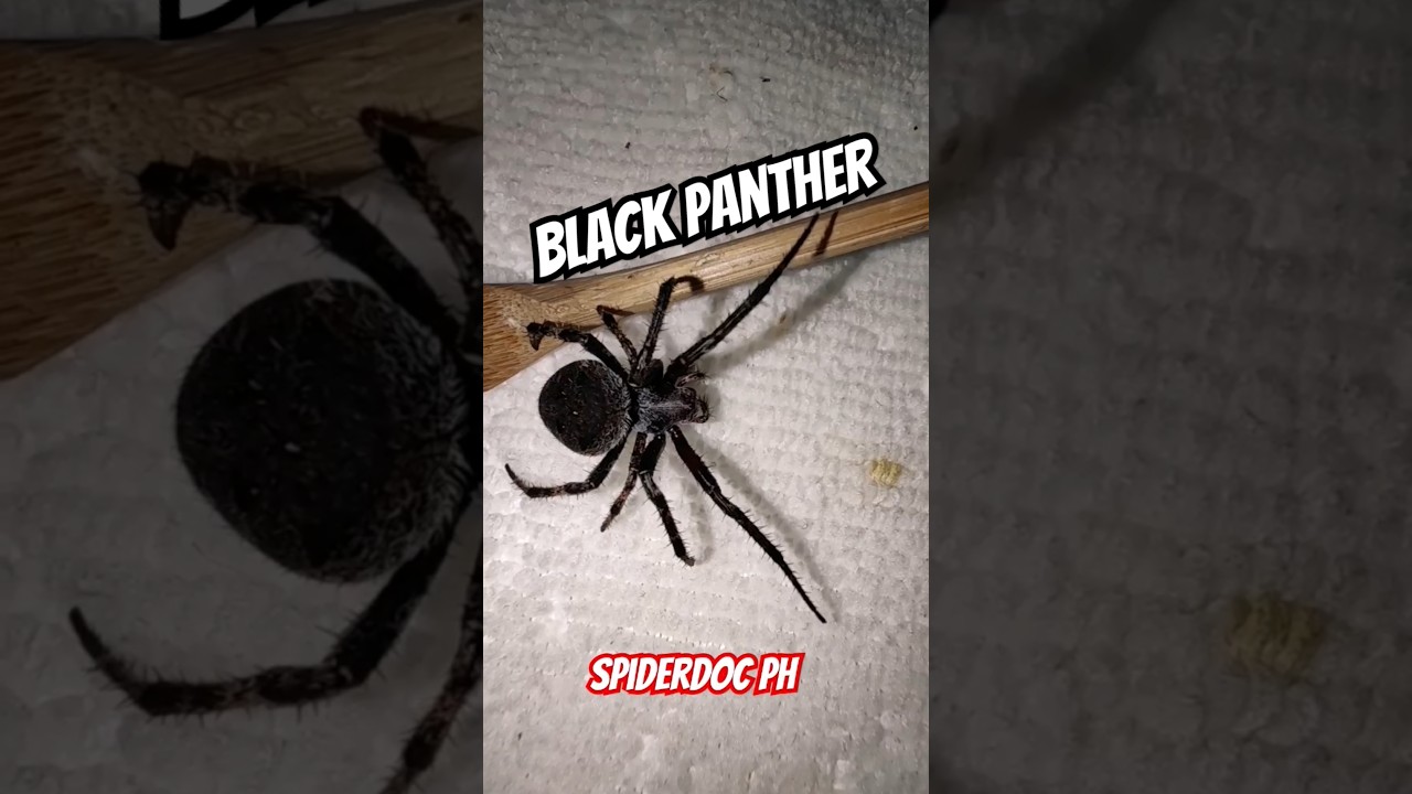 Black Panther Derby Spider of GENSAN. 