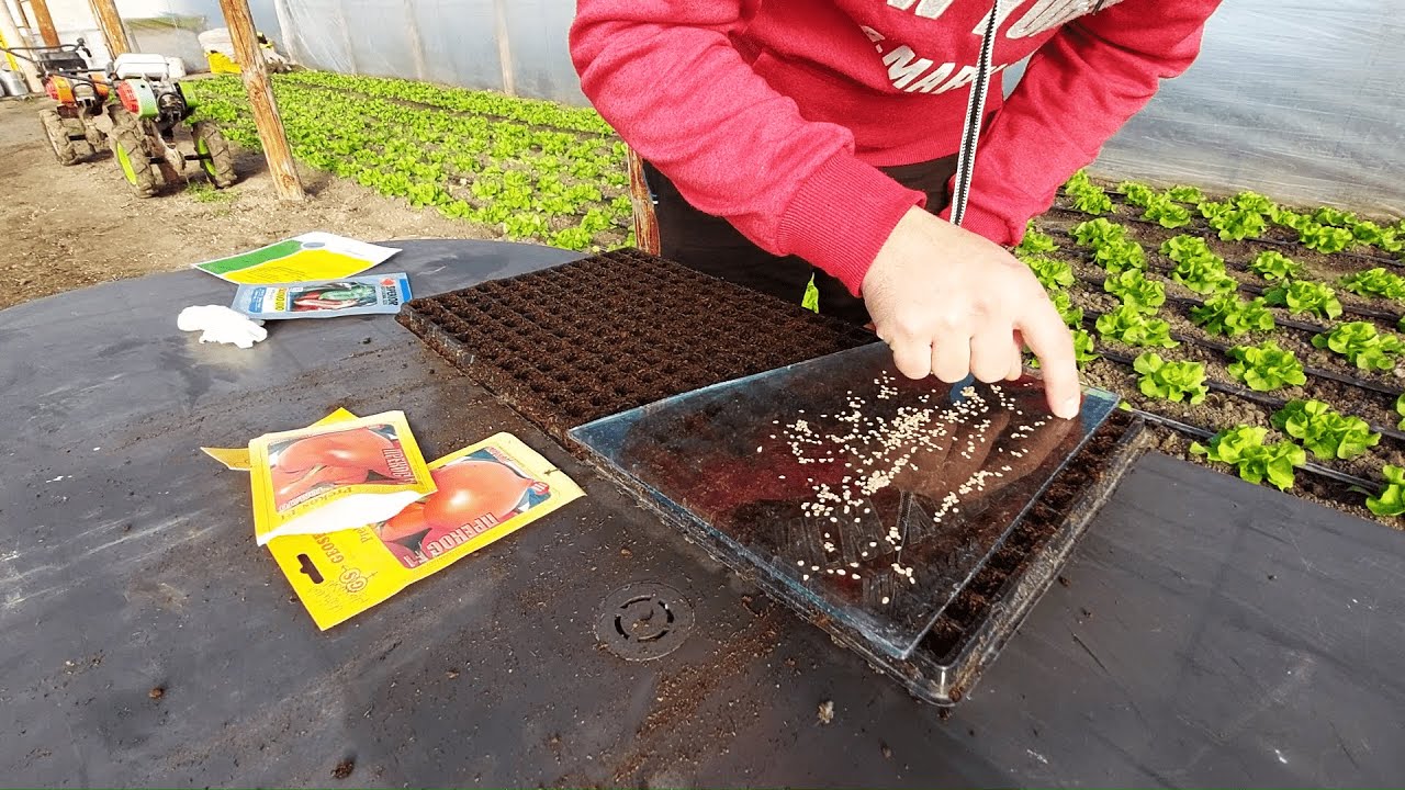 SEMĂNAREA SEMINȚELOR DE TOMATE PREKOS F1!!(pentru solariile mele neîncalzite)