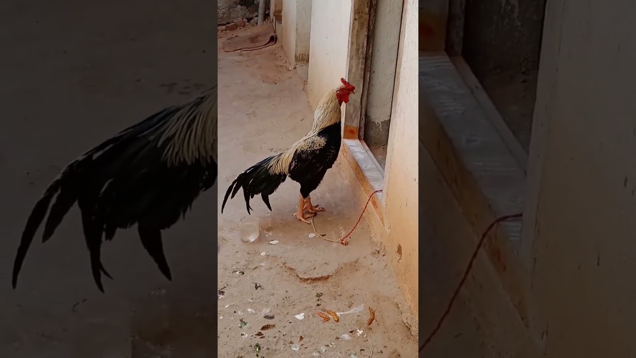 fighting cock shouting with strong voice #amazing