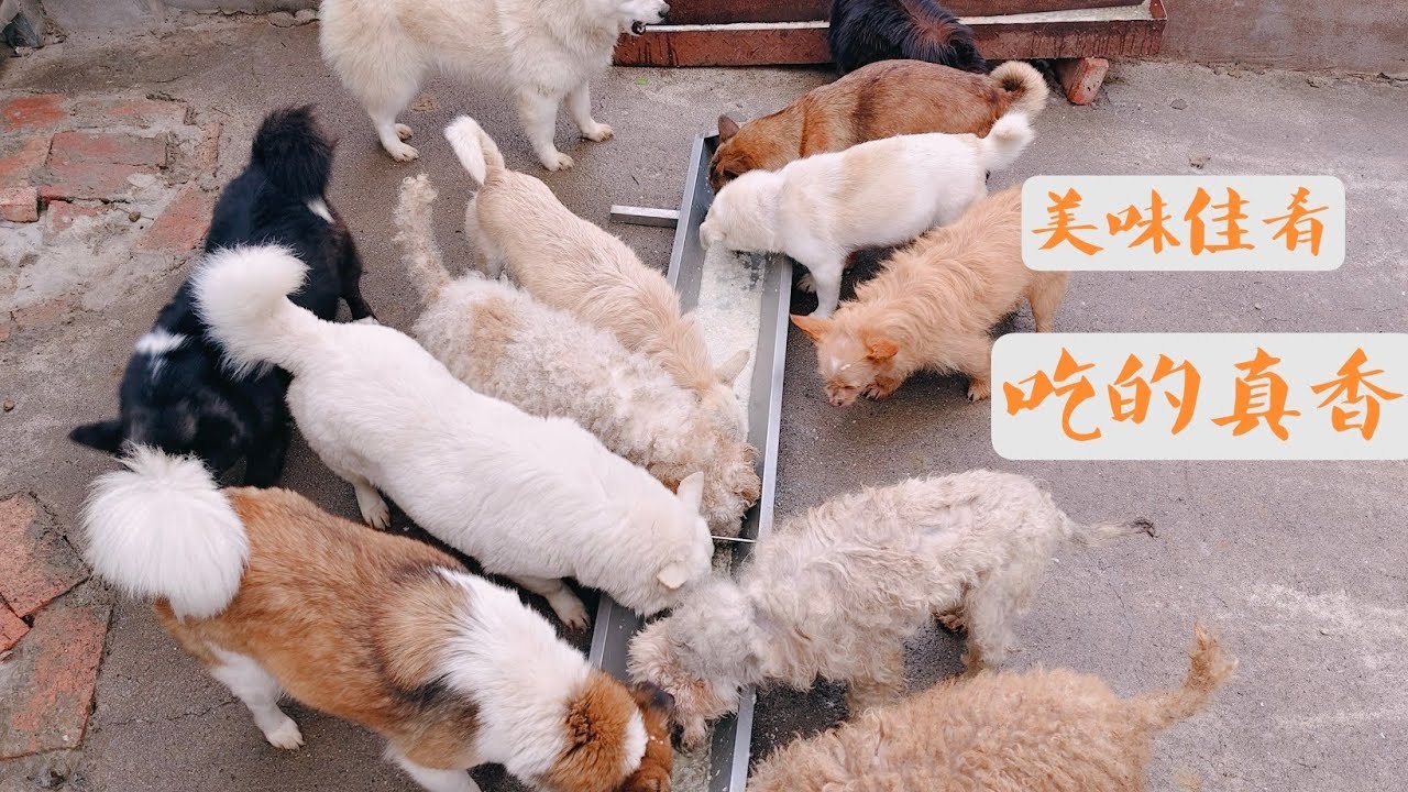 谢谢一路支持的粉丝家人们，有你们的支持，我做的饭也越来越香了。