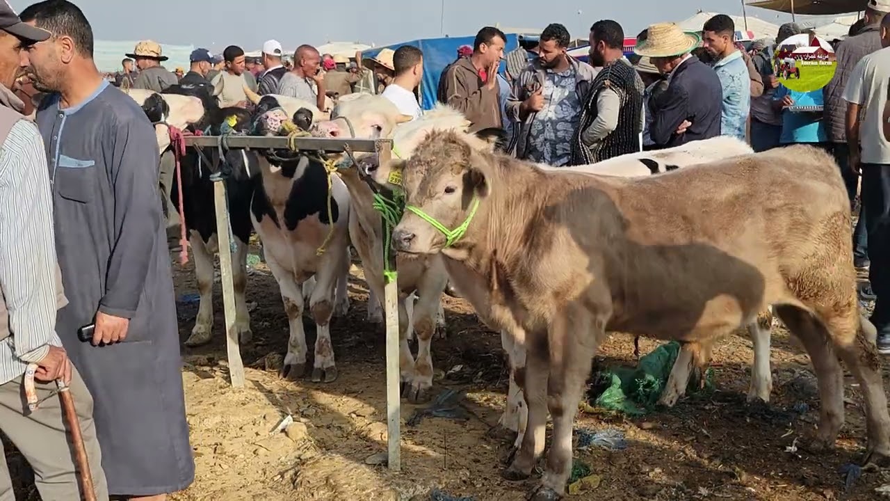 جولة في سوق الخميس سيدي قاسم الغرب مع حاتم