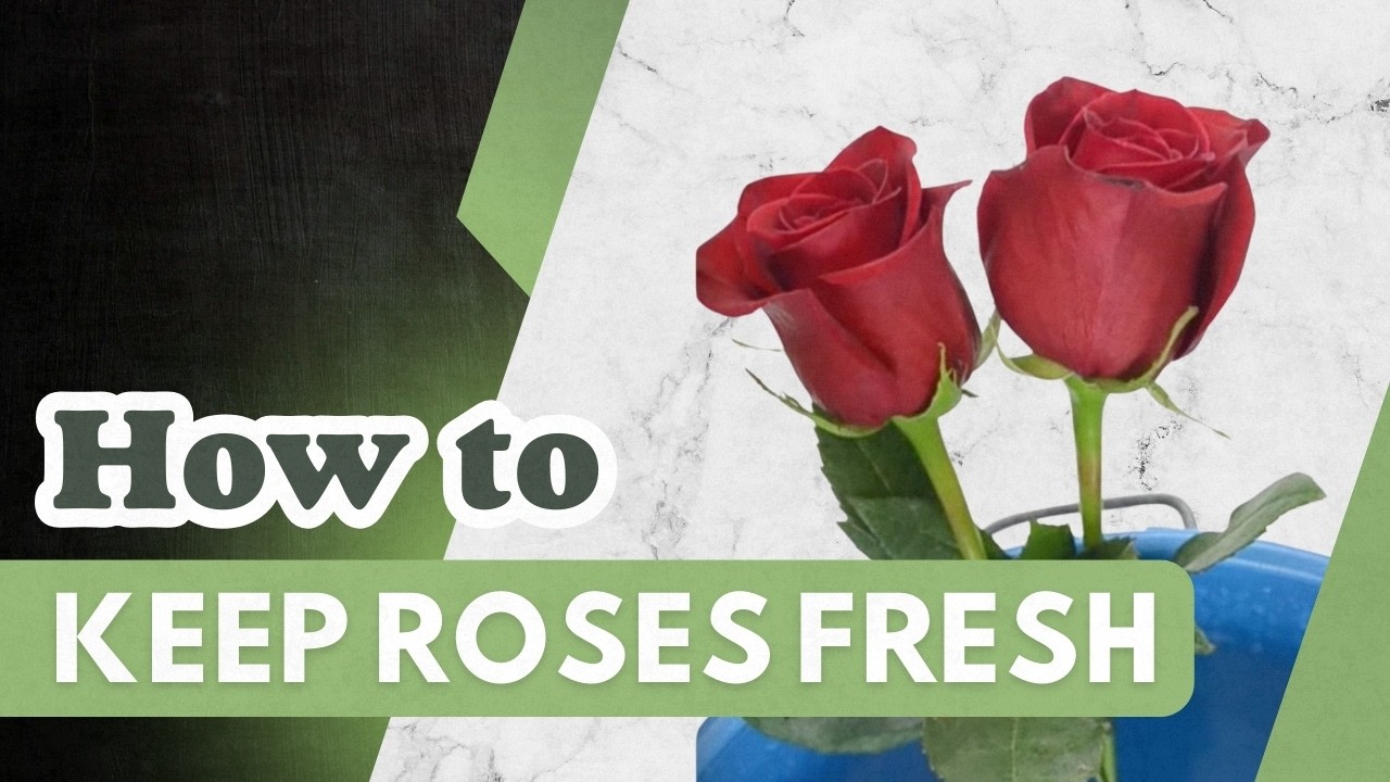 How to Keep Roses Fresh