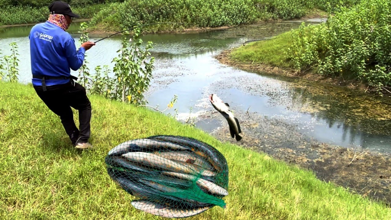 दुश्मन फ्रॉग ने मेरे साथ ही दुश्मनी कर ली//sanekhead fishing video//😱😱😱🎣🎣🎣