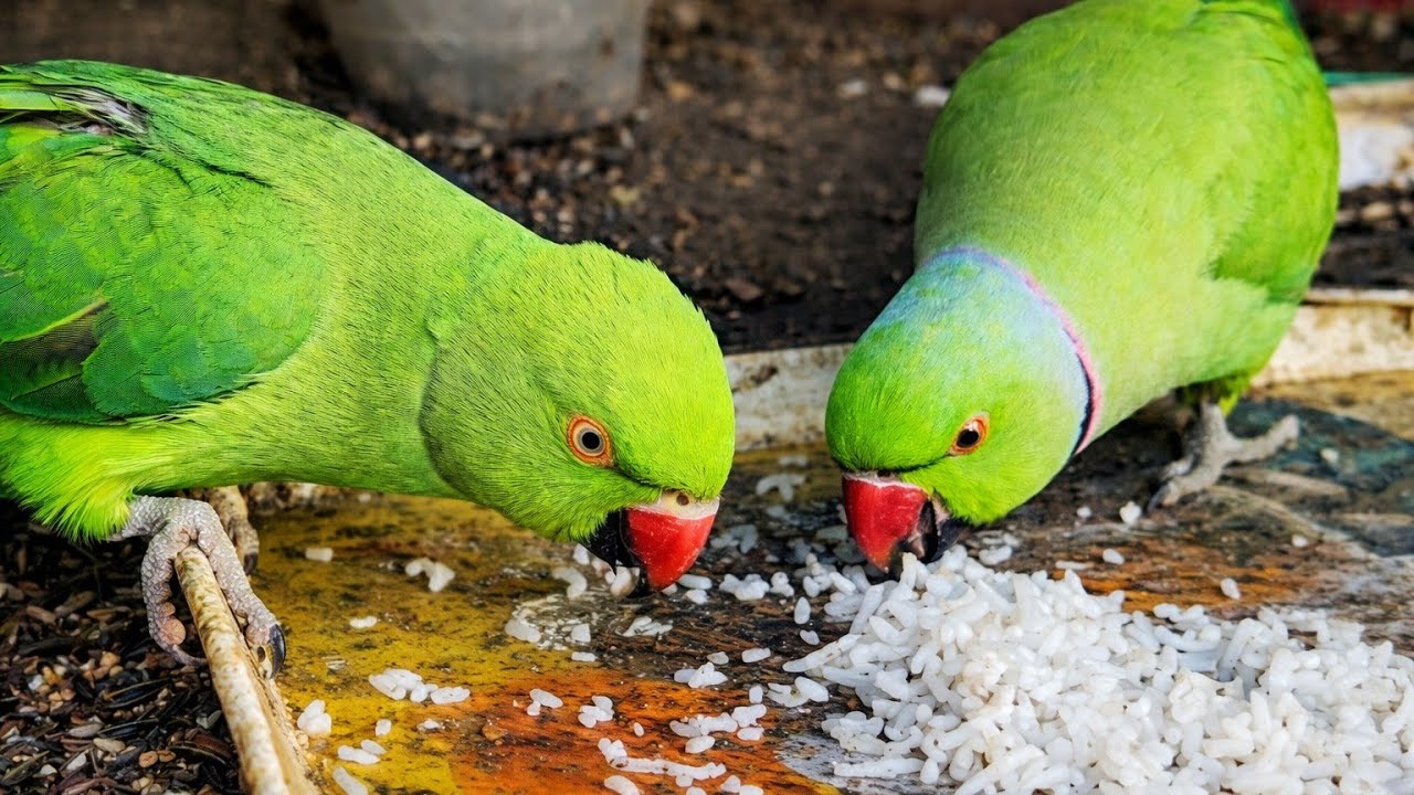 | Do parrots love White rice? | Parrots suddenly attacked white rice