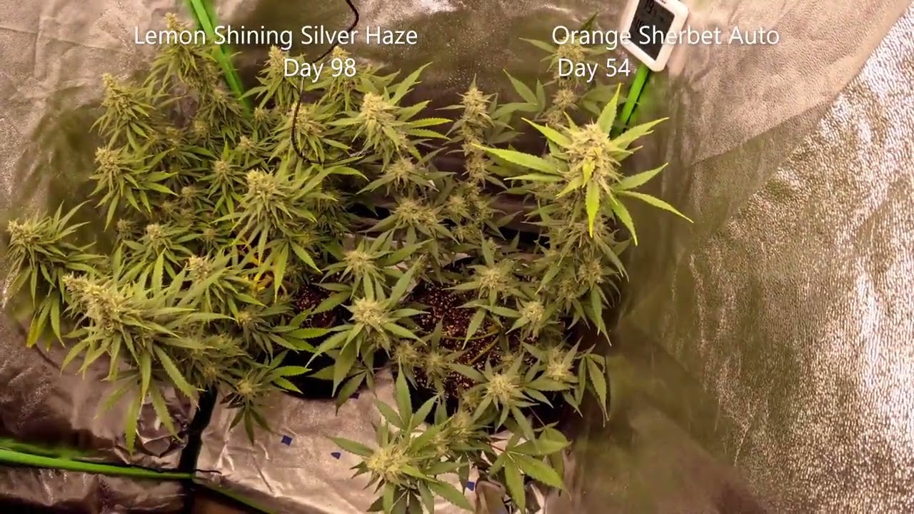 Honey Melon Kush Sensi Seeds DutchFem Cannabis Indoor grow  Bloom City Organics