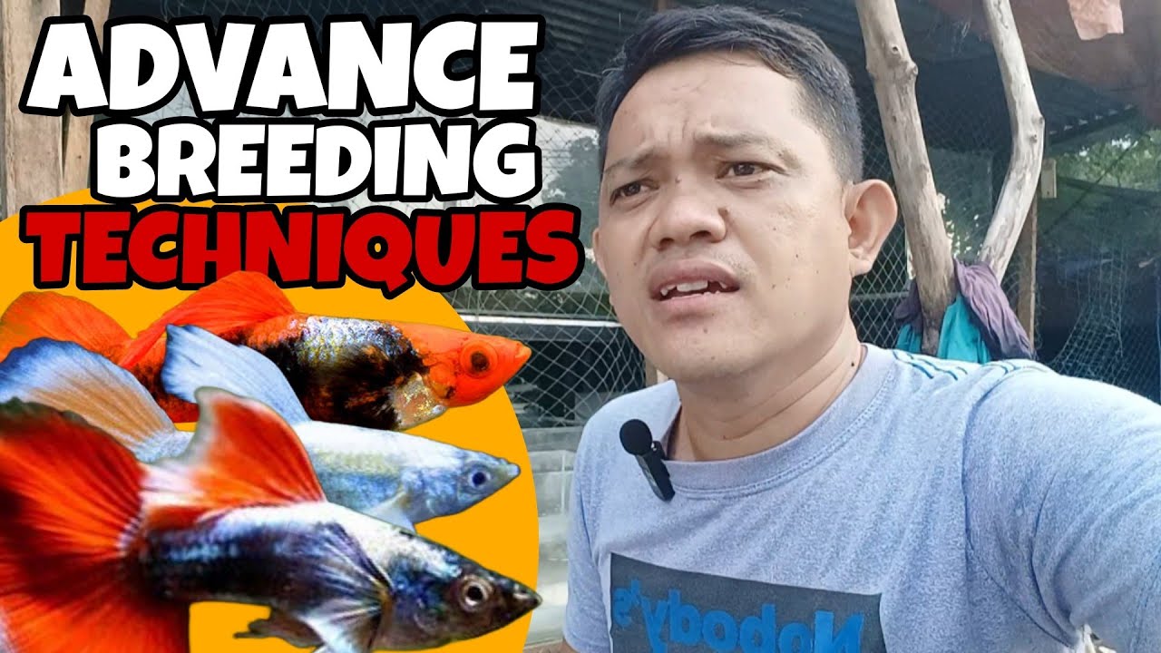 Guppy Advance Breeding Techniques