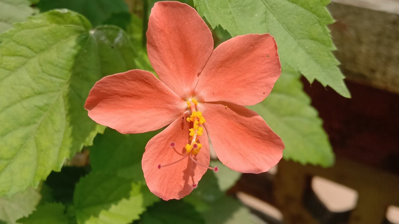 mini hibiscus plant||miniature hibiscus plant||how to grow hibiscus from seeds||mini hibiscus
