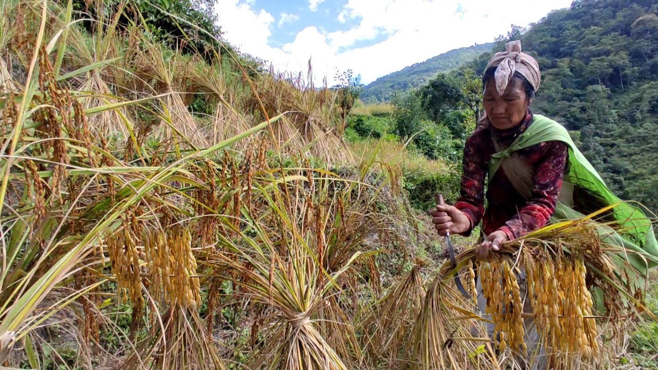 Villagers harvesting paddy rice in Nagaland, northeast India @nagalocalproduction