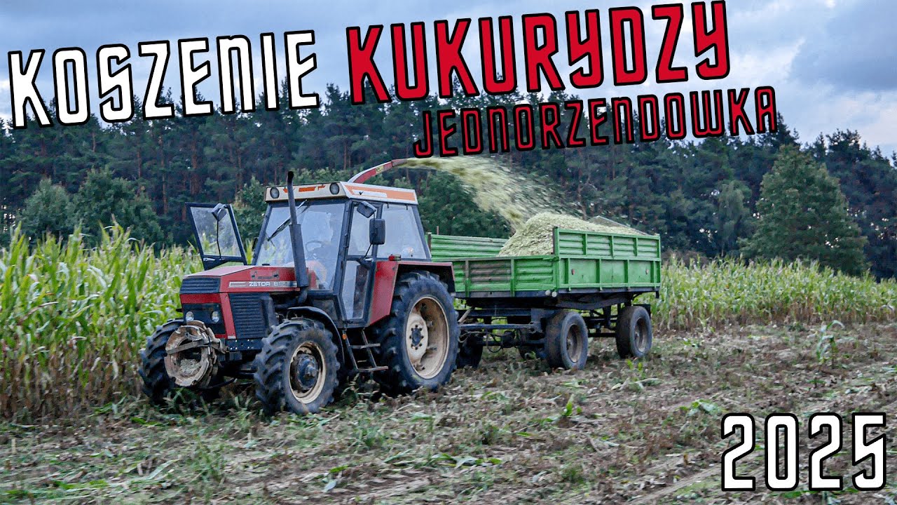 ✔Koszenie Kukurydzy na Kiszonke Jednorzędówką!?✔2025✔Gr Rębowiecki✔Zetor 8145&Jednorzędówka