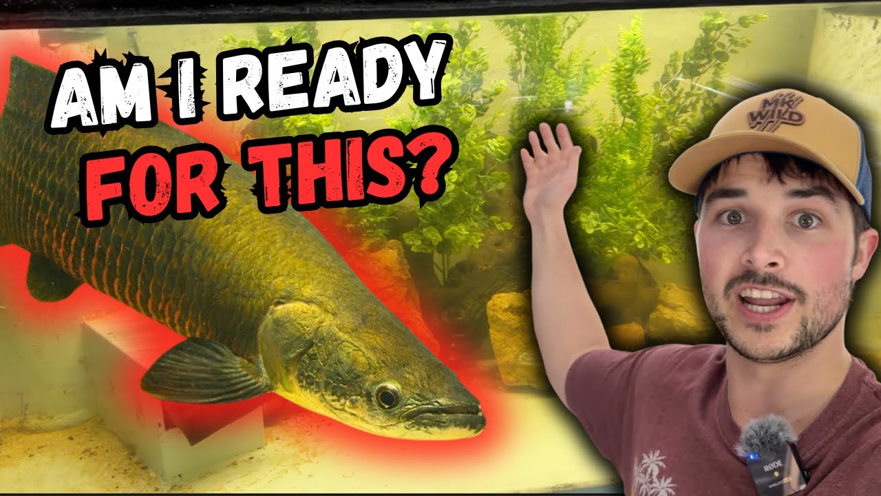 I Bought My Dream Fish… What Could Go Wrong?
