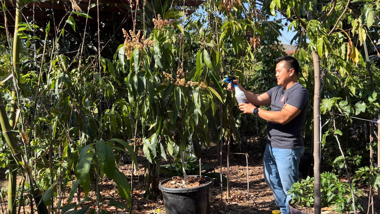 Sugar - Giving a Boost of Energy to your Tropical Fruit Trees