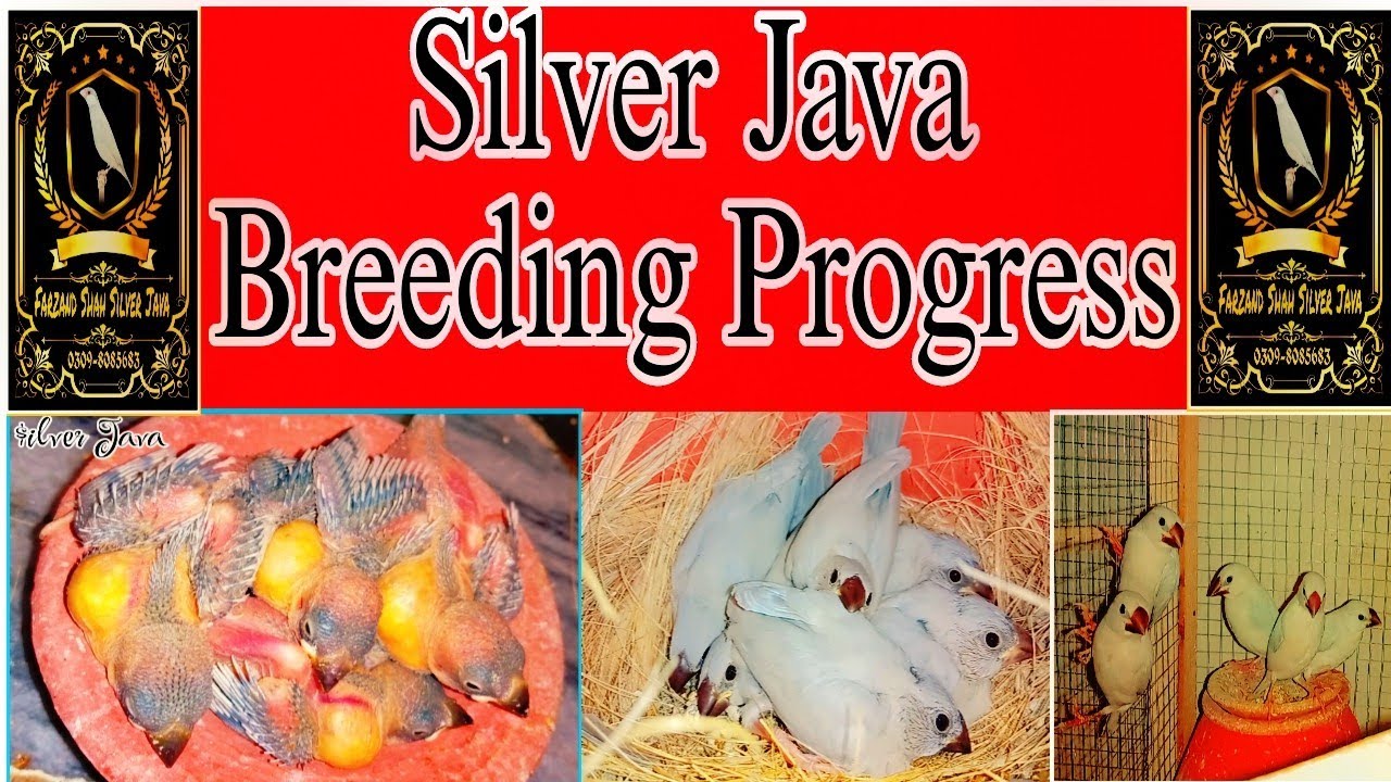 Java Breeding Progress ||Silver Java||