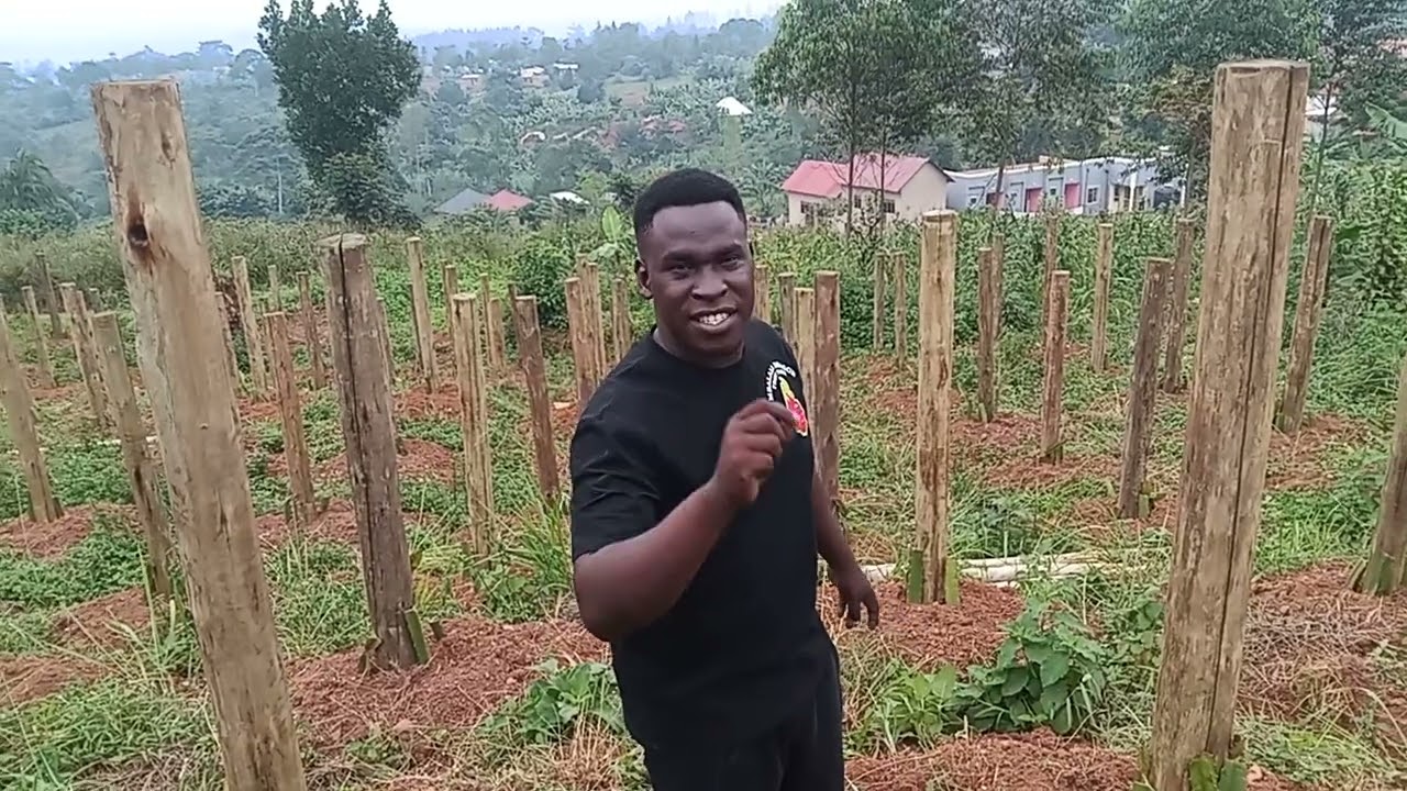 HOW DRAGON FRUIT FARMING IS DONE AT OUR NEW ORCHARD IN MBALALA MUKONO ,COME, AND JOIN US