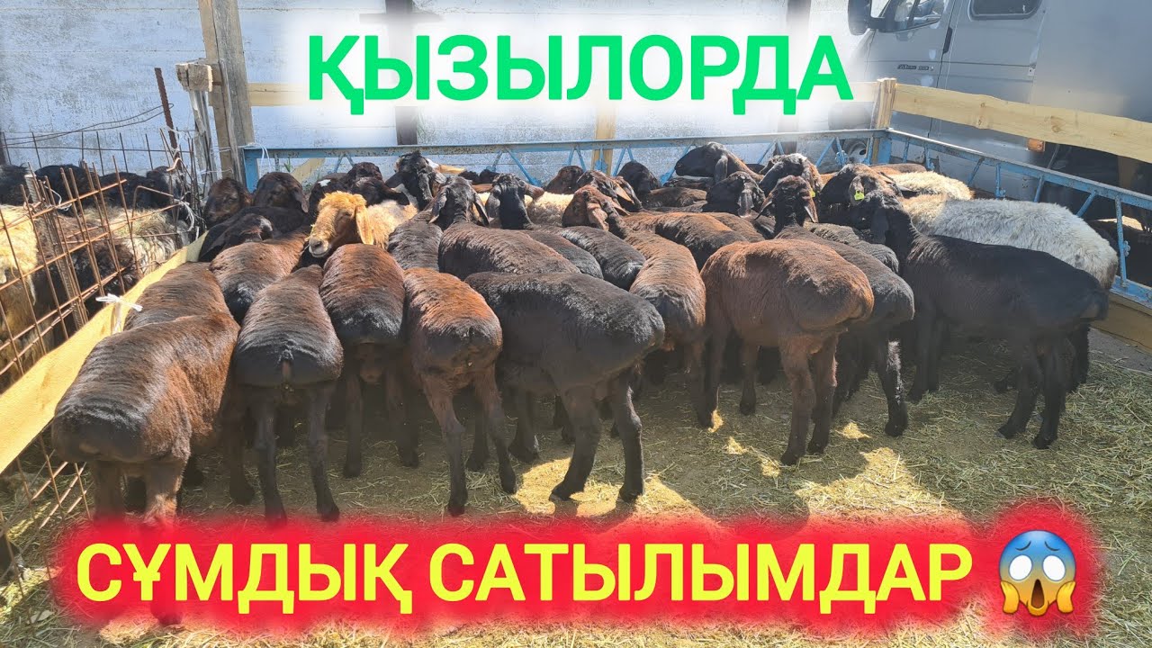 ТОҚТЫ ҚОЗЫЛЫ ҚОЙ ҚОШҚАР ЛАҚТЫ ЕШКІ, ҚЫЗЫЛОРДА МАЛ БАЗАРЫ.
