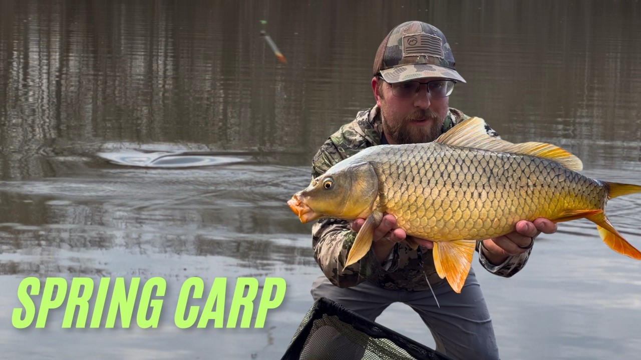 They Finally Moved In… Carp Fishing a Creek Inlet