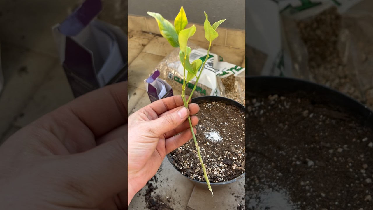 Growing a citrus tree from a cutting! 🍋 #gardening #citrus
