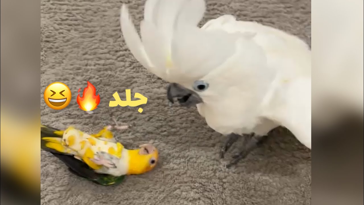 الكوكاتو امبريلا اليوم كاره ببغاء الكايك جلد 🔥