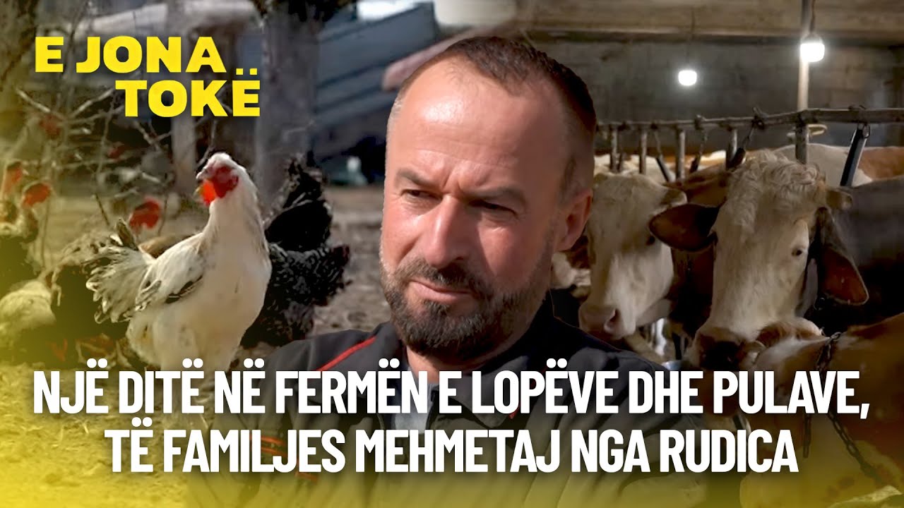 Nj&euml; dit&euml; n&euml; ferm&euml;n e lop&euml;ve dhe pulave, t&euml; familjes Mehmetaj nga Rudica