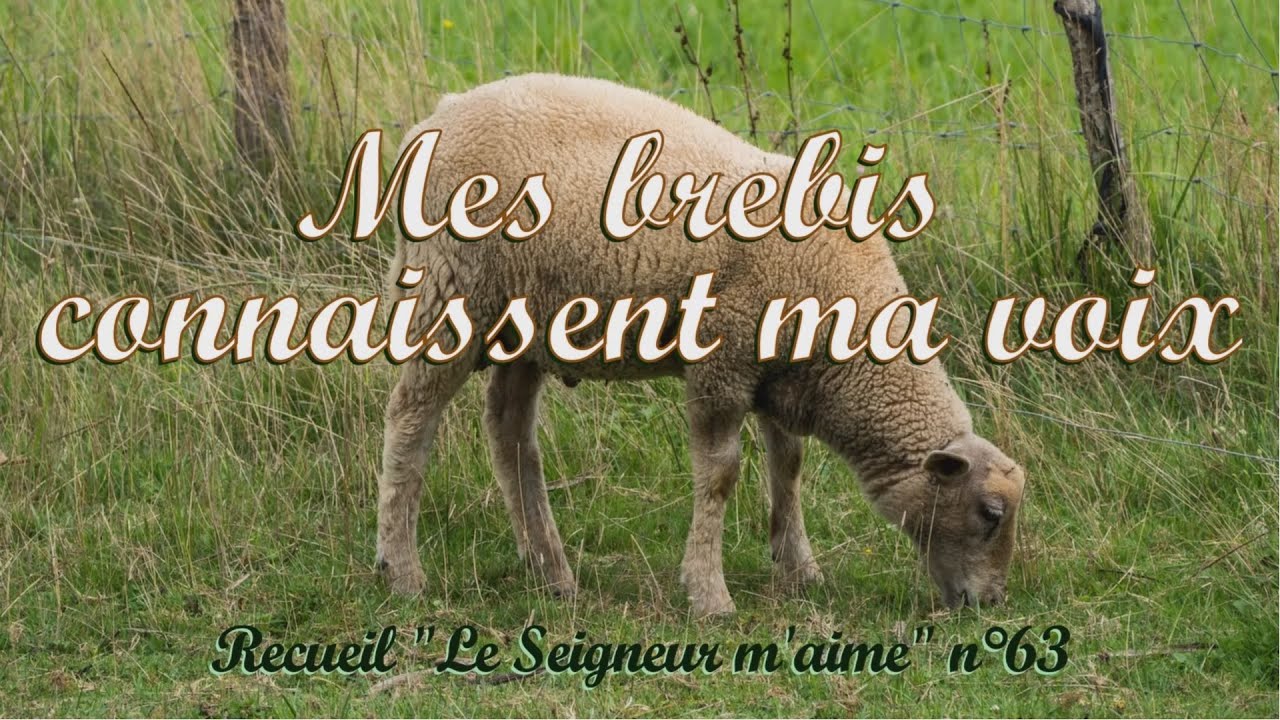 Mes brebis connaissent ma voix, dit Jésus
