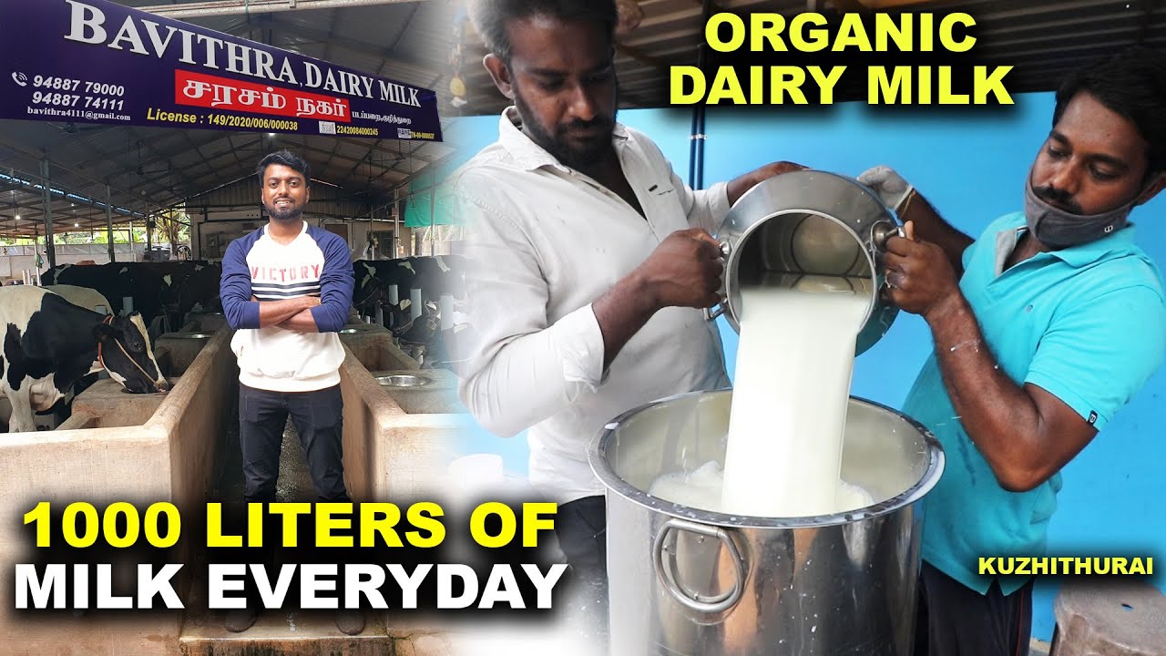1000 LITERS OF MILK A DAY !! Bavithra Dairy Farm | Kuzhithurai - Marthandam