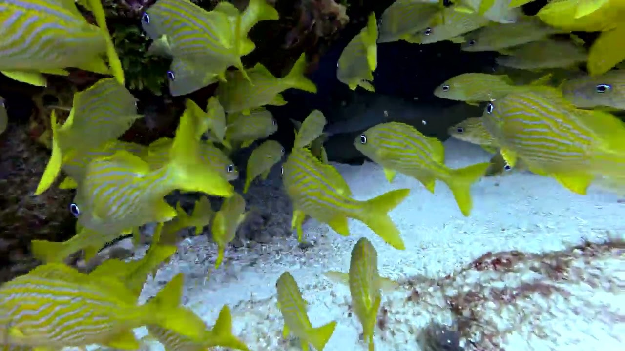 Santa Rosa Wall Day 2 Dive 1 Cozumel Mexico July 2025