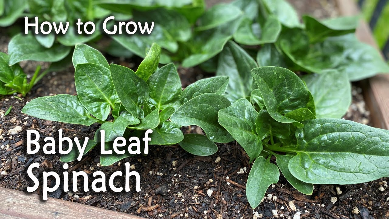 How to Grow Baby Leaf Spinach from Seed | Easy Planting Guide